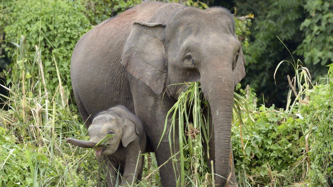 Wild Elephant Tramples Car on Malaysian Highway After Accident with Baby Elephant